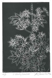 06-A-Hardy-Survivor-R